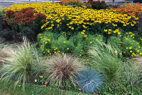 Variety of plants and shrubs on Montpellier roundabout