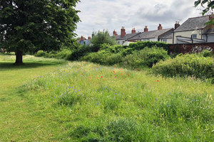 Wildflower area in Winston Churchill memorial gardens
