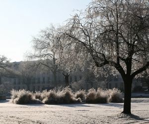 A frost covered Imperial Gardens. Sunlight catching the frosty ornamental grass surrounding the statue of the composer Gustav Holst. A terrace of Regency buildings in the background